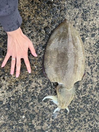 モンゴウイカの釣果