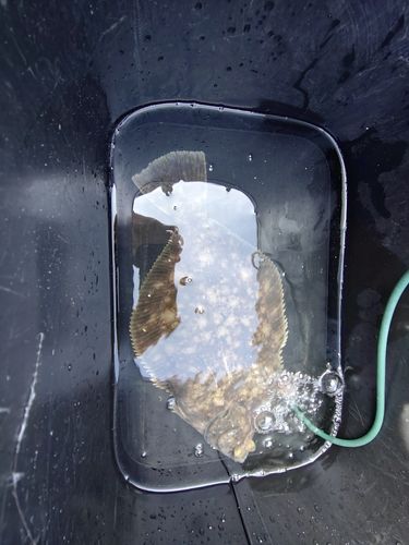 カレイの釣果
