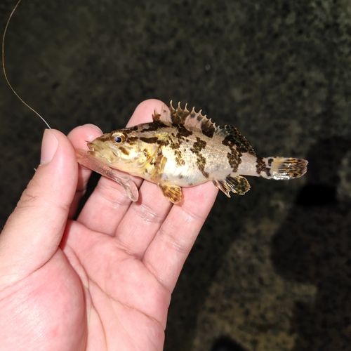 タケノコメバルの釣果