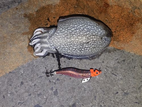 コウイカの釣果