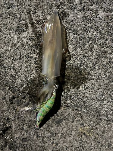 ケンサキイカの釣果