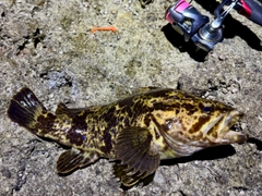 ベッコウゾイの釣果