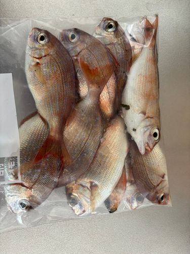 チダイの釣果