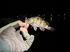 シロメバルの釣果