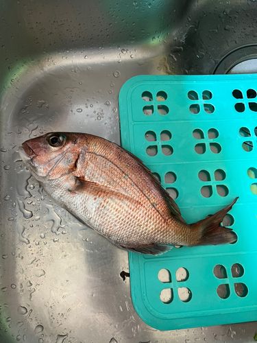 タイの釣果