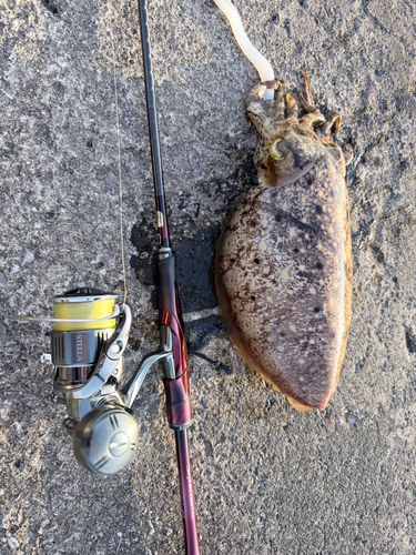 コブシメの釣果