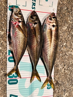 マアジの釣果