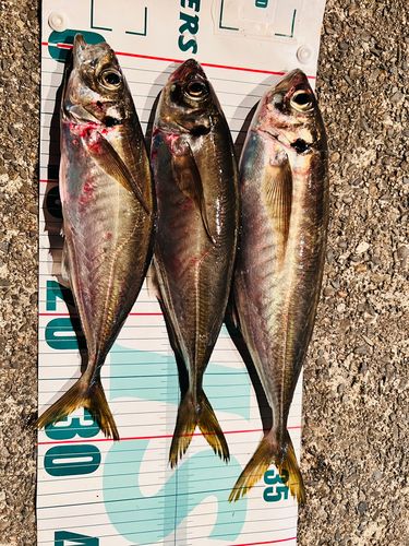 マアジの釣果