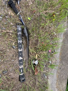 マナマズの釣果