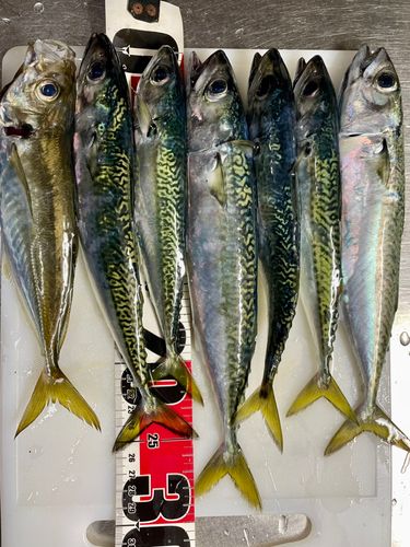 サバの釣果