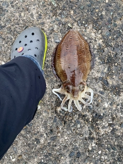 コウイカの釣果