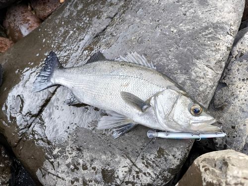 ヒラスズキの釣果