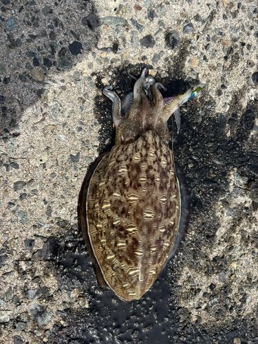 モンゴウイカの釣果