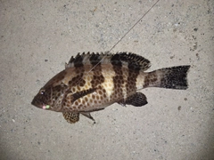 オオモンハタの釣果