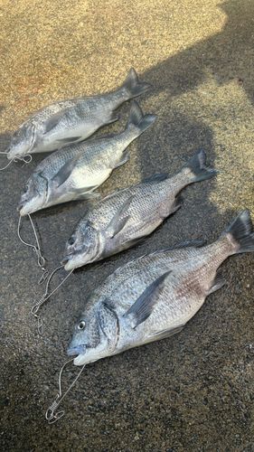 チヌの釣果