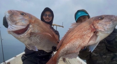 マダイの釣果