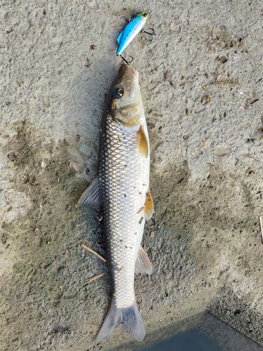 ニゴイの釣果