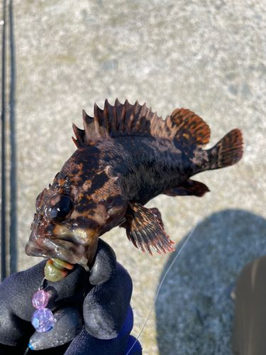 ハチガラの釣果