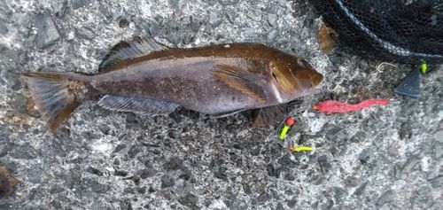 アブラコの釣果