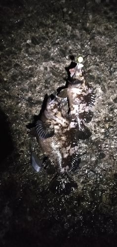 ハチガラの釣果