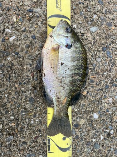 ブルーギルの釣果