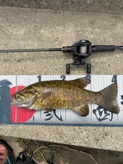 スモールマウスバスの釣果
