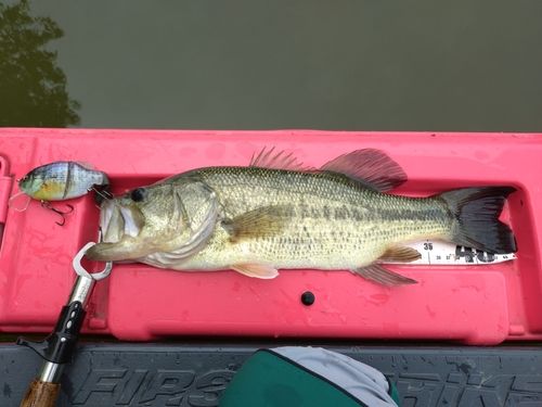 ブラックバスの釣果