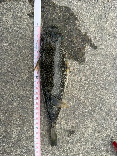フグの釣果
