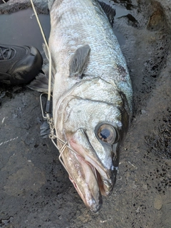 ヒラスズキの釣果