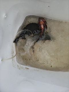 クチブトグレの釣果