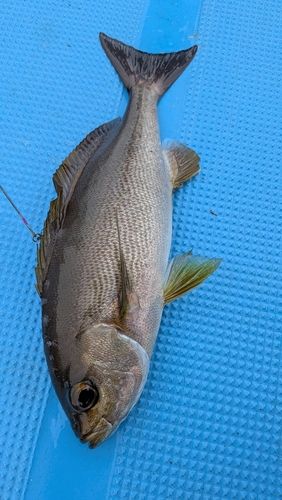 イサキの釣果