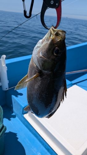イサキの釣果