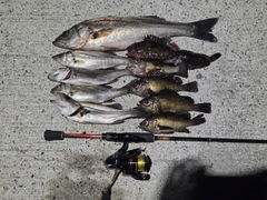 セイゴ（マルスズキ）の釣果