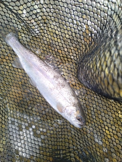 ニジマスの釣果