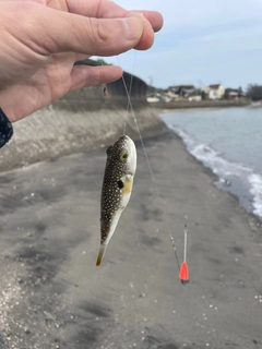 フグの釣果