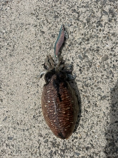 コウイカの釣果