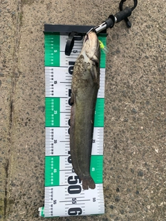 ナマズの釣果