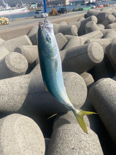 ツバイソの釣果