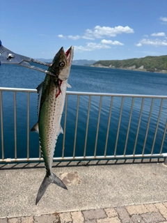 サゴシの釣果