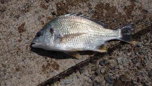 キビレの釣果