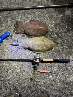 モンゴウイカの釣果