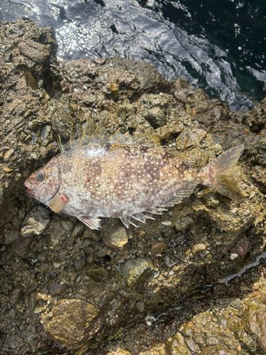 アイゴの釣果