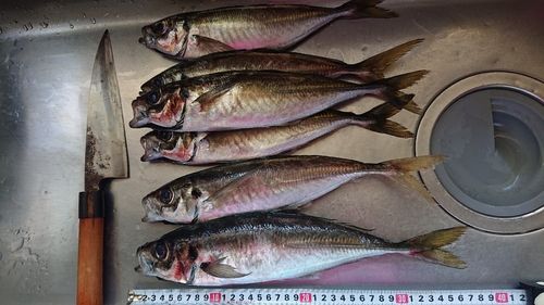 アジの釣果