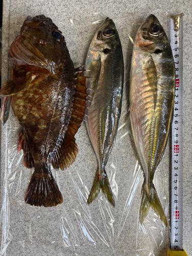 アジの釣果