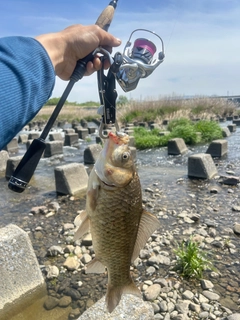 フナの釣果