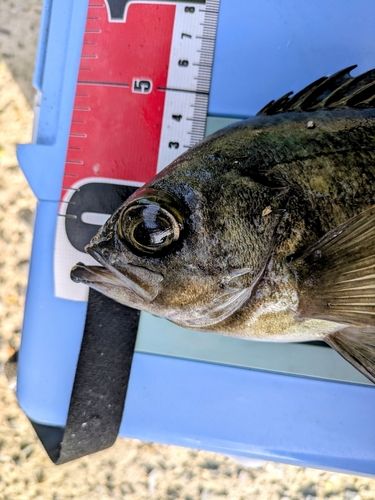 メバルの釣果