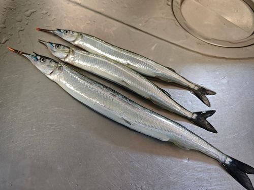 サヨリの釣果