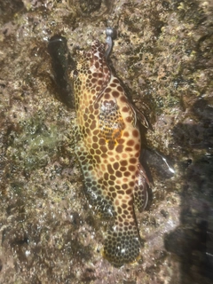 イシミーバイの釣果
