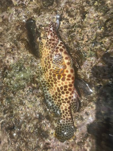 イシミーバイの釣果