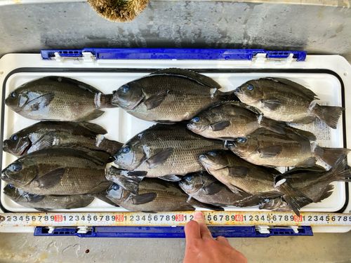 メジナの釣果